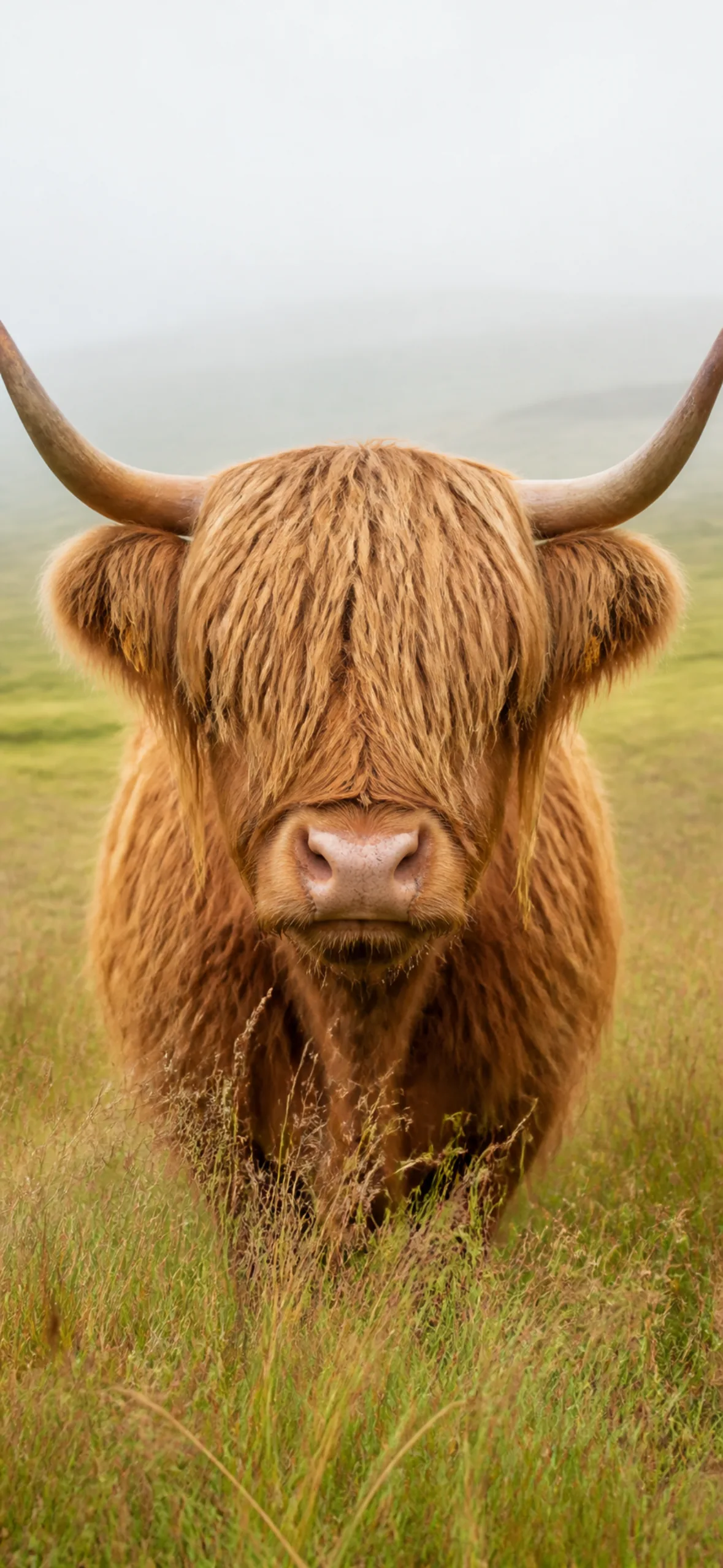 Funny phone wallpaper — highland cow with an enormous fringe over its eyes