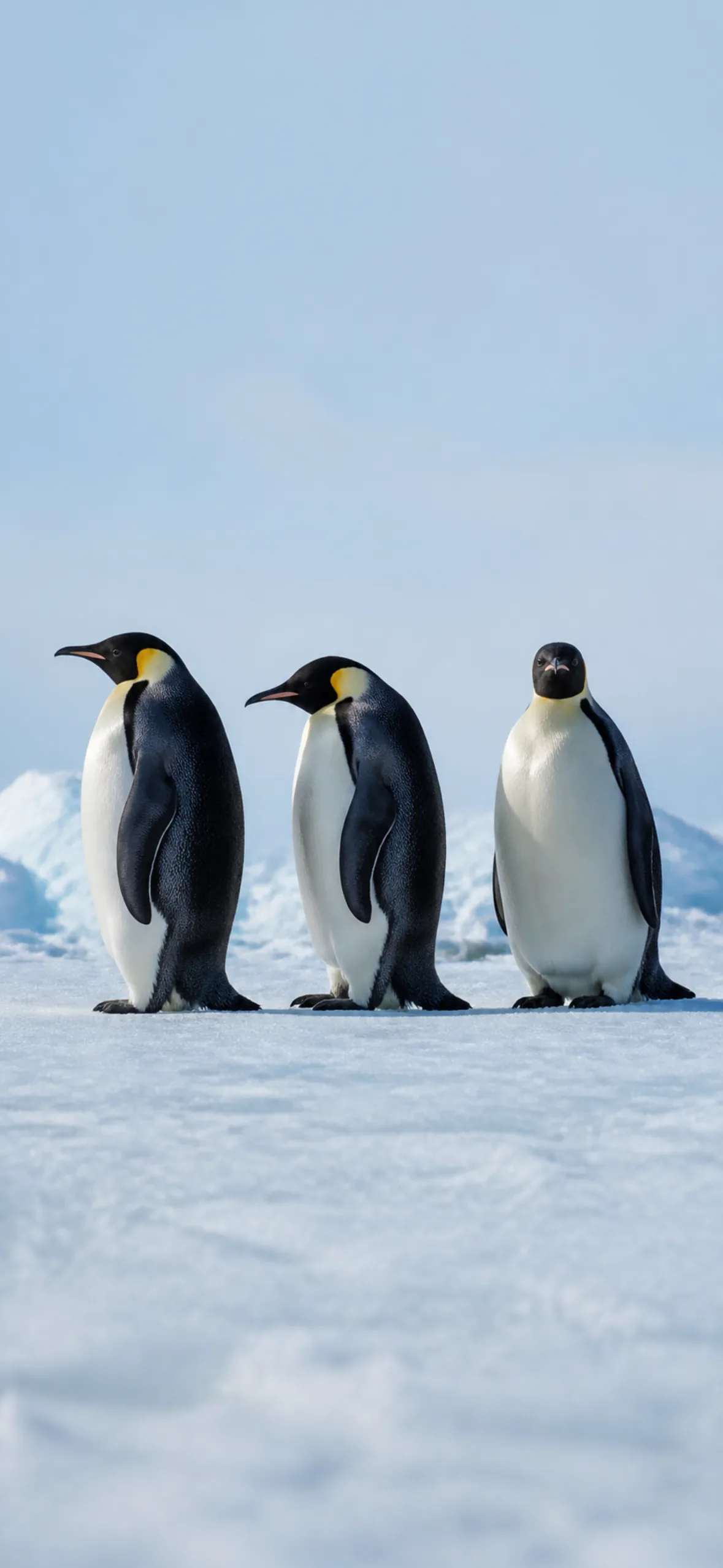 Funny wallpaper for phone — three penguins standing in an orderly line on ice