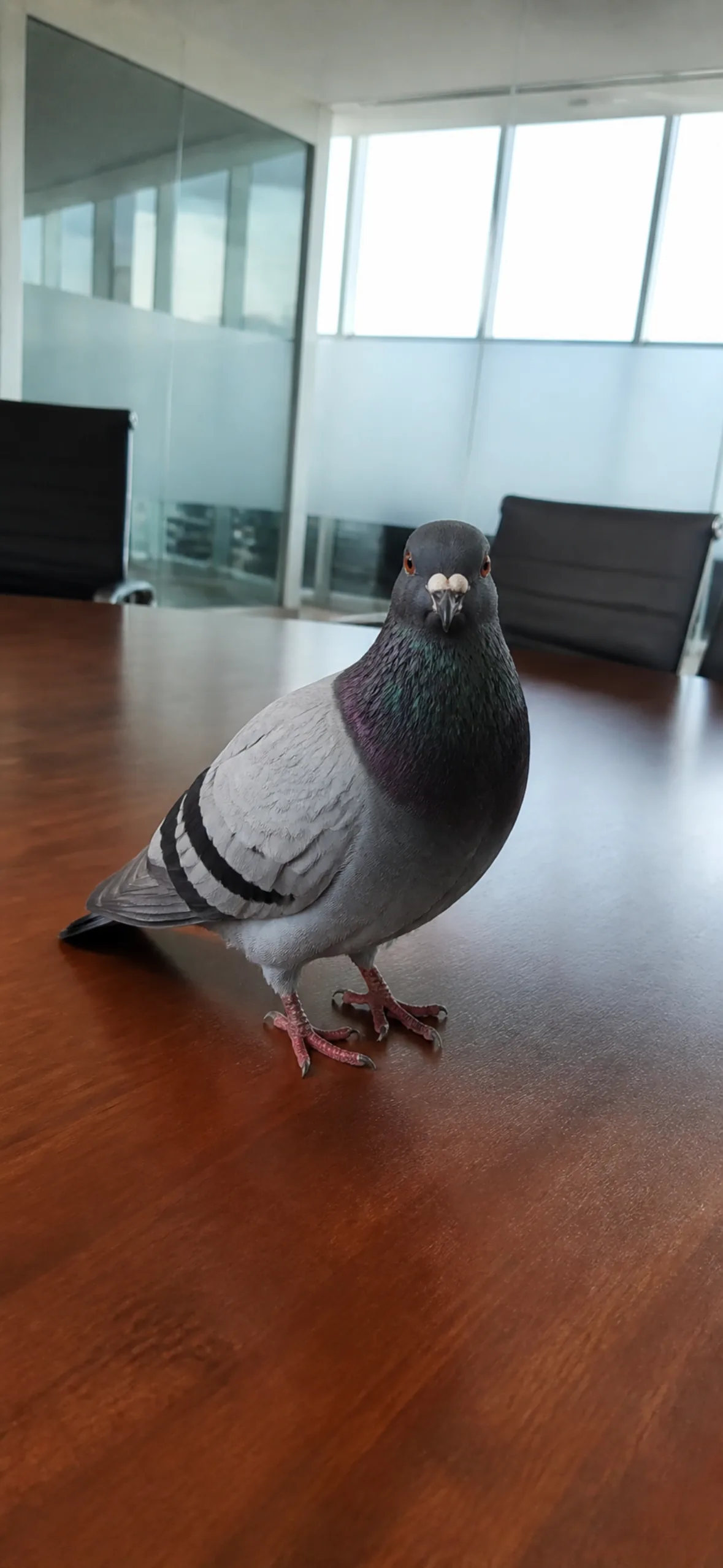 Meme wallpaper for phone — a single pigeon standing on a boardroom table