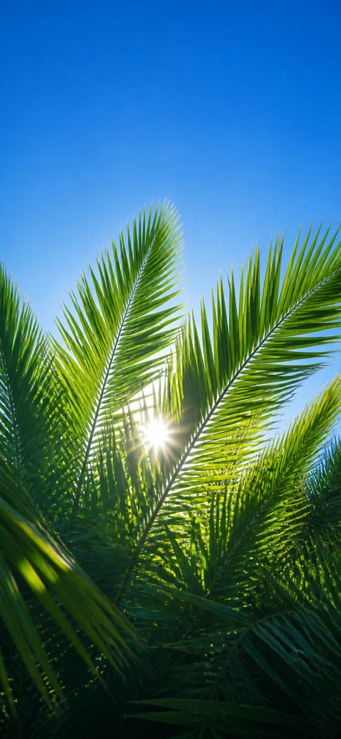 Phone wallpaper — looking up through palm fronds into strong blue sky