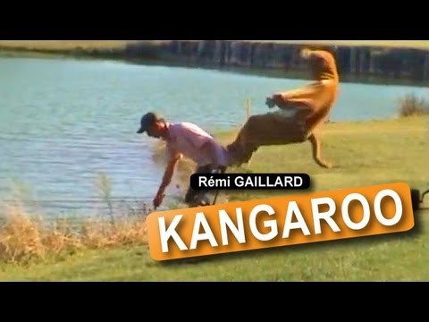Kangaroo Prank
